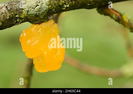 Gelber Hirnpilz (Tremella mesenterica), der auf einem toten Zweig eines europäischen Aschenbaums im Ubley Warren Nature Reserve in den Mendip Hills, Somerset, England, wächst. Auch bekannt als Golden Jelly Fungus, Witches Butter und Yellow Trembler. Stockfoto