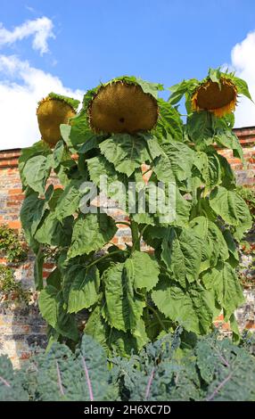 Hohe, hoch aufragende Sonnenblumen wachsen in einem Küchengarten Stockfoto