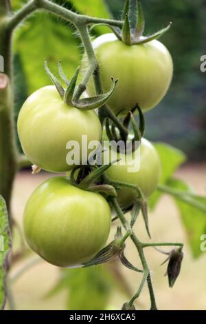 grüne Tomaten an Rebstöcken Stockfoto