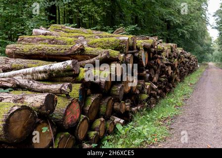 Logs Feld für Holz Umwelt gelagert gestapelt Stockfoto