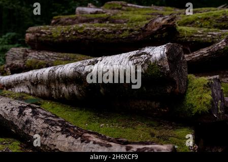 Logs Feld für Holz Umwelt gelagert gestapelt Stockfoto