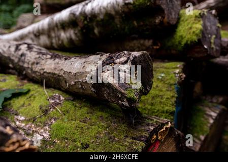 Logs Feld für Holz Umwelt gelagert gestapelt Stockfoto