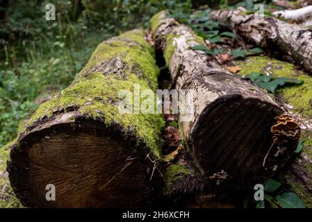 Logs Feld für Holz Umwelt gelagert gestapelt Stockfoto