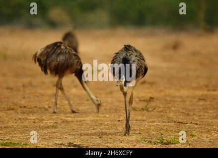 Gruppe der Großen Rhea (Rhea americana), die in der Savanne, Pantanal, Mato Grosso ernährt Stockfoto