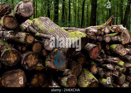 Logs Feld für Holz Umwelt gelagert gestapelt Stockfoto