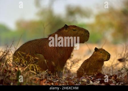 Mutter und Baby größere Capybara (Hydrochoerus hydrochaeris) in Pantanal, Brasilien Stockfoto