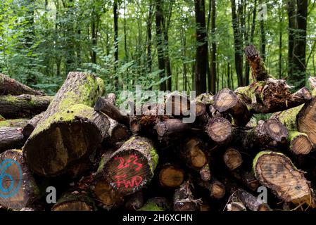 Logs Feld für Holz Umwelt lagernd und gestapelt Stockfoto