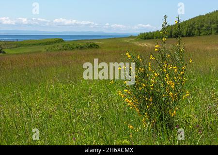 WA19773-00...WASHINGTON - Scotch Broom blüht in der historischen Lage der Chinesischen Gärten, neben der Chinesischen Gärten Lagune, Teil von Fort W Stockfoto