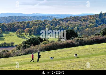 Die Albury Downs in Newlands Corner mit einem Paar, das seine Hunde trainiert, an einem sonnigen Herbsttag in den Surrey Hills England Stockfoto