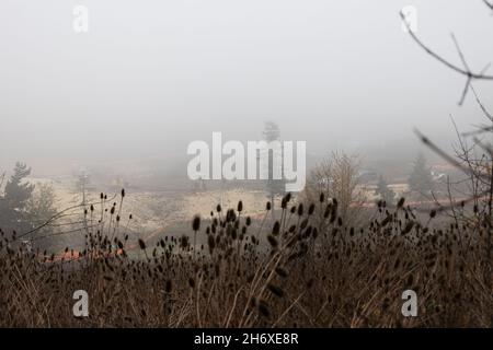 Die Räumung eines Naturgebiets für den Bau einer neuen Wohnanlage, die an einem nebligen Morgen in Eugene, Oregon, stattfindet. Stockfoto