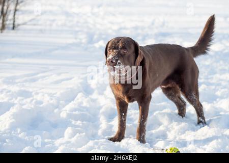 Im Schnee liegendes Schokoladenlabor Stockfoto