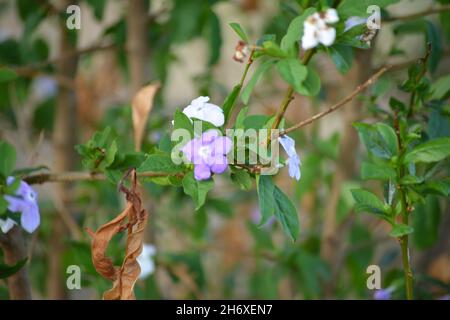 Die einfachen, aber hübschen Blüten eines Gestern-heute-Morgen-Busches Stockfoto