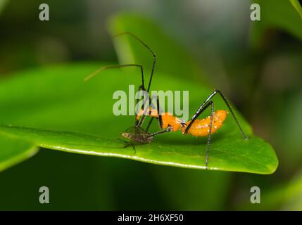 Melkweed Assassin Bug Nymphe (Zelus longipes Linnaeus) Fütterung auf Mückenbeute auf einem Blatt, ventral Ansicht. Stockfoto