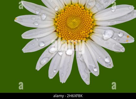 Ochsenaugen-Gänseblümchen / Ochsenaugen-Gänseblümchen / HundeGänseblümchen / marguerite (Leucanthemum vulgare / Chrysanthemum leucanthemum) Nahaufnahme der Blüte mit Regentropfen Stockfoto