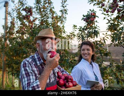 Junge Frau, Agronomin im weißen Mantel und reifer Bauer, der während der Erntezeit im Herbst im Apfelgarten steht Stockfoto