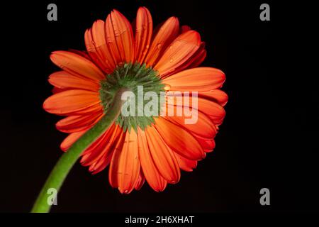 Schöne blühende rosa Gerbera Gänseblümchen Blume auf schwarzem Hintergrund Stockfoto