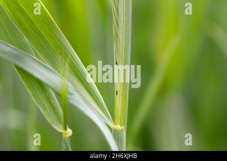 Thrips Thysanoptera auf Getreide. Es ist eine gefährliche Schädlingsbefall von Kulturen. Stockfoto