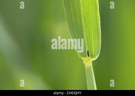 Thrips Thysanoptera auf Getreide. Es ist eine gefährliche Schädlingsbefall von Kulturen. Stockfoto