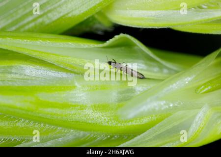 Thrips Thysanoptera auf Getreide. Es ist eine gefährliche Schädlingsbefall von Kulturen. Stockfoto