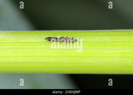 Thrips Thysanoptera auf Getreide. Es ist eine gefährliche Schädlingsbefall von Kulturen. Stockfoto