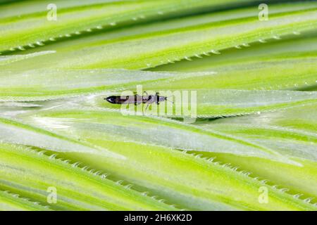 Thrips Thysanoptera auf Getreide. Es ist eine gefährliche Schädlingsbefall von Kulturen. Stockfoto