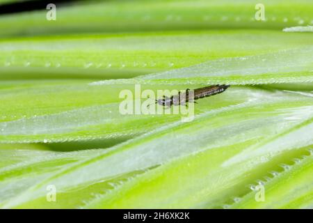 Thrips Thysanoptera auf Getreide. Es ist eine gefährliche Schädlingsbefall von Kulturen. Stockfoto