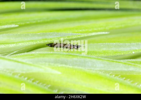 Thrips Thysanoptera auf Getreide. Es ist eine gefährliche Schädlingsbefall von Kulturen. Stockfoto