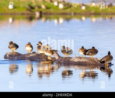 Gadwall Drakes & Hens on a Log Stockfoto