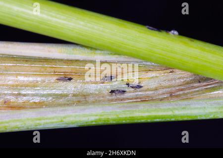 Thrips Thysanoptera auf Getreide. Es ist eine gefährliche Schädlingsbefall von Kulturen. Stockfoto