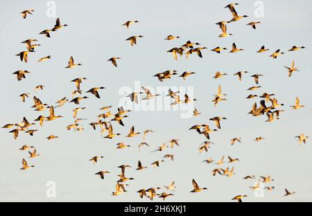 Große Herde nördlicher Pintails im Flug Stockfoto