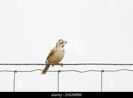 Lerche Sparrow Hi-Key Stockfoto
