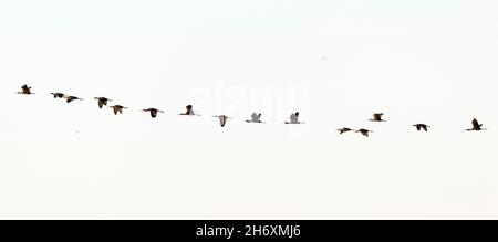 Weißer Ibis-Schwarm im Flug Stockfoto