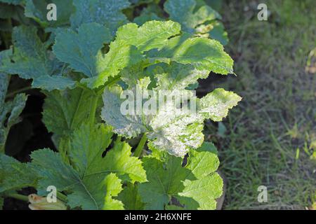 Pilzkrankheit Mehltau auf Zucchini-Laub. Stockfoto