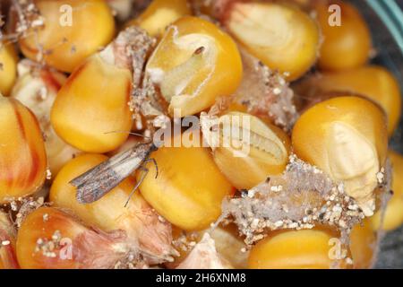 Maiskorn, das durch den indischen Mealmotten Plodia interpunctella beschädigt wurde. Sichtbare Spinnweben, Kot, beschädigte Körner, Raupen und eine Motte. Stockfoto