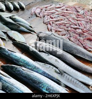 Frischer Fisch und Tintenfisch auf einem Holztisch. Der Fischerkresen. Sri Lanka. Stockfoto