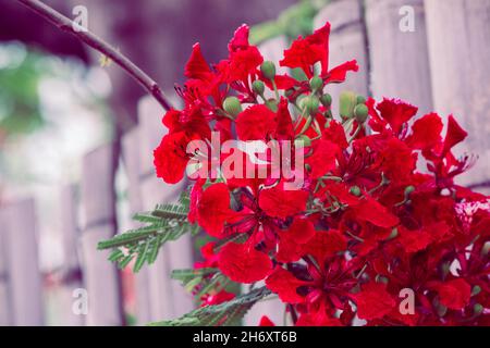 Royal Poinciana, oder auch als Flamboyant bekannt, ist bekannt für seine atemberaubende rote und grüne Erscheinung und farnähnlichen Blätter Stockfoto