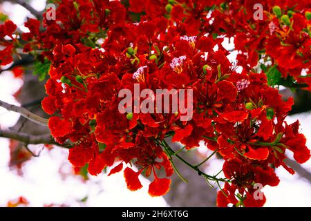 Royal Poinciana, oder auch als Flamboyant bekannt, ist bekannt für seine atemberaubende rote und grüne Erscheinung und farnähnlichen Blätter Stockfoto