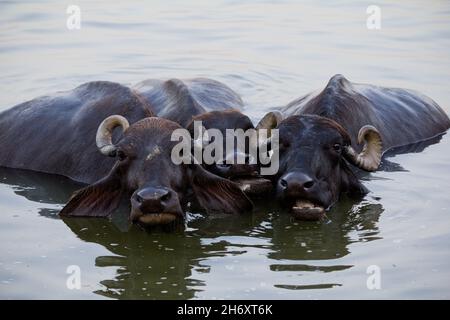 Drei Kühe entfliehen der Hitze im Fluss. Stockfoto