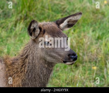 Elche junge Tier Kopf geschossen Nahaufnahme Profil Ansicht mit einem verschwommenen Hintergrund Gras in seiner Umgebung und Lebensraum Umgebung. Wapiti Portrait. Stockfoto