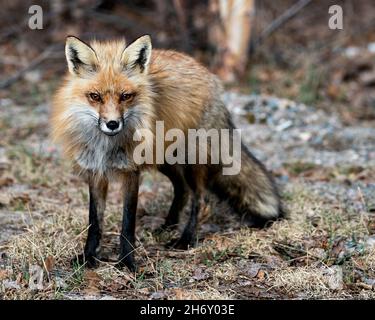 Rotfuchs Nahaufnahme Profil im Frühling mit unscharfem Hintergrund, zeigt Fuchsschwanz, Fell, in seiner Umgebung und Lebensraum. Fox Portrait. Foto. Stockfoto