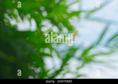 Thailand, Ching Mai, 14. August 2018, Airbus A320-251N-Flugzeuge starten vom Flughafen Chiang Mai Flugzeug am blauen Himmel mit Wolken. Stockfoto