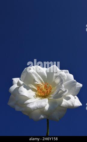 Eine weiße Rose blüht am blauen Himmel Stockfoto