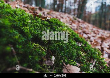 Goldenes Maidenhair-Moos (Polytrichum commune) im Wald Stockfoto