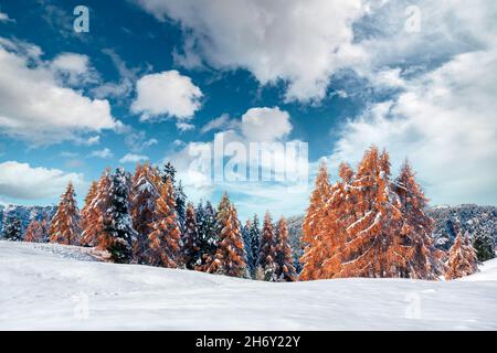 Malerische Landschaft mit orangen Lärchen bedeckt von ersten Schnee auf der Seiser Alm, Seiser Alm, Dolomiten, Italien. Schneebedeckte Berge Gipfel im Hintergrund Stockfoto