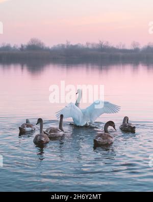 Die Familie der Schwäne schwimmt bei Sonnenaufgang im Wasser. Weißer Schwan mit offenen Flügeln und kleinen Küken im rosa Flusswasser am Morgen. Tierfotografie Stockfoto