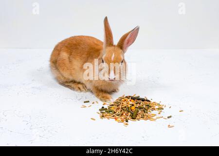 Rotschopf-Ingwerkaninchen sitzt neben dem Essen auf weißem Hintergrund. Platz für eine Inschrift. Stockfoto