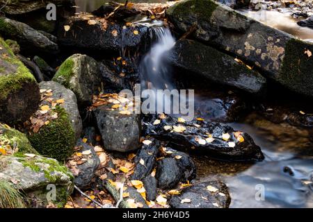 Bach flankiert von dunklen nassen Felsen, die mit gelben Herbstbirkenblättern bedeckt sind. Selektiver Fokus. Horizontale Fotografie. Stockfoto
