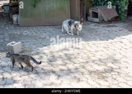 Alter kleiner Hofhund auf einer KettenEinsamer hungriger Hund auf einer Kette im Hof. Stockfoto