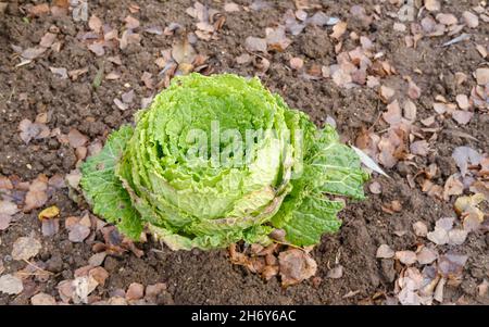 Großer, reifer Kohlkopf allein wie eine Rosenblüte im Gartenbeet sitzend, Erdboden, mit gelb-braunen Baumblättern gemahlen, Herbsternte, bereit zum Sammeln der Ernte, mit Liebe bewirtschaften Stockfoto