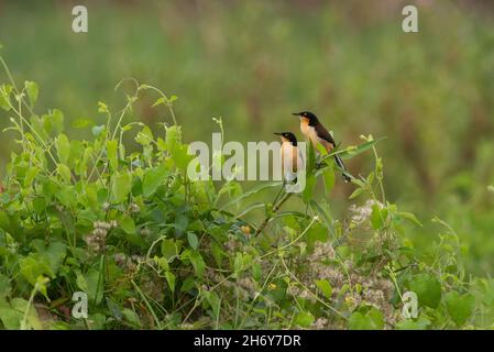 Ein Paar Schwarzdeckeldönige Donacobius (Donacobius atricapilla) auf einem Feuchtgebiet im Pantanal, Brasilien Stockfoto